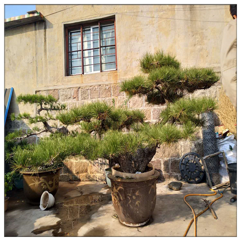 158404318714167286_副本白