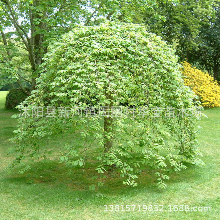 supply green Seedlings Elm tree Colored Leaf Trees Cold-resistant Breed Full specifications