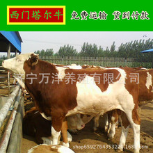 鲁西黄牛大母牛的市场价格  一只母牛一年下几个小牛犊