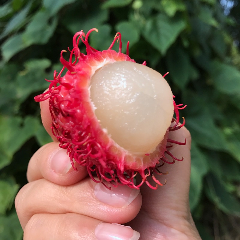 Rambutan 4 pounds fresh fruit Mao litchi Season Tropical fruit On behalf of Recruitment agent