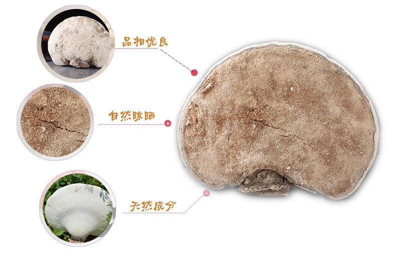 White Lingzhi (Ganoderma lucidum) — Dried Reishi Mushroom from Changbai Mountain, 500g key features
