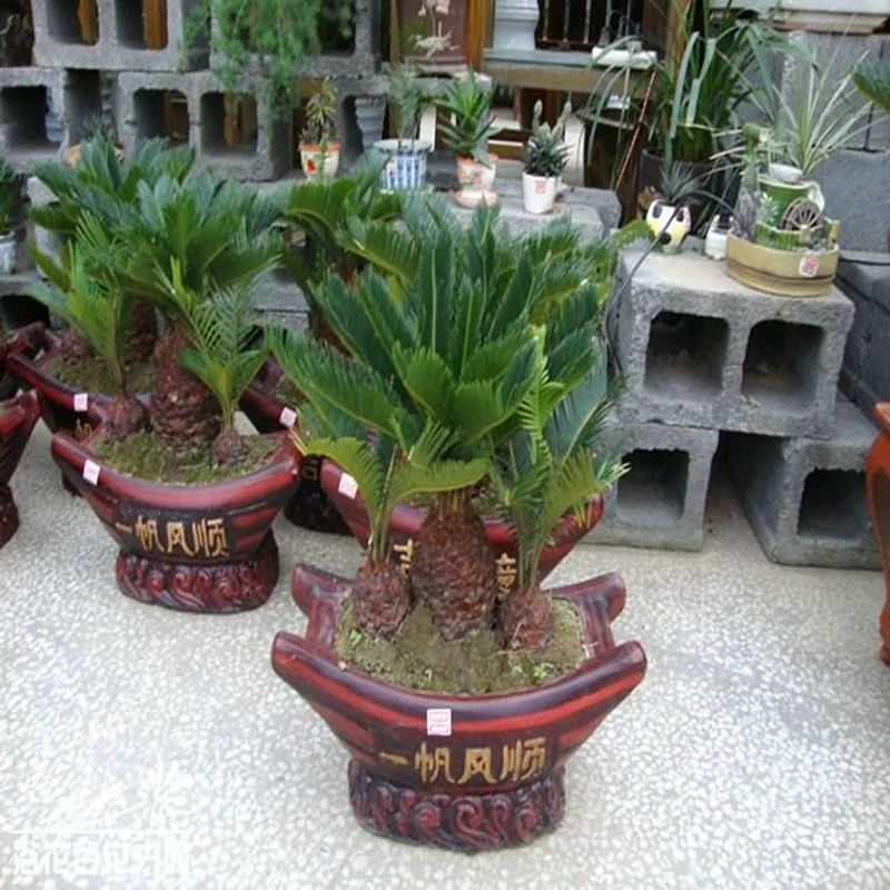 Железное дерево саженцы небольшое железное дерево Большое железное дерево в горшке двор Комнатные цветы железное дерево бонсай маленькие саговники вечнозеленые оптом