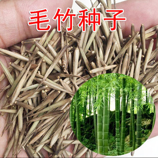 食用竹,食用花,食用(第2页)_大山谷图库