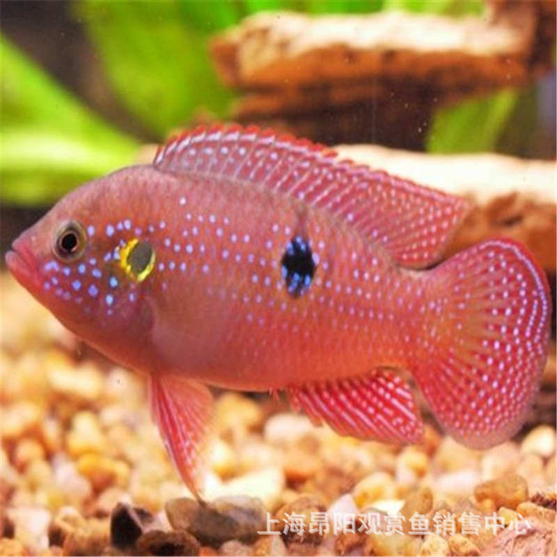 红宝石鱼活体 红宝石苗热带观赏鱼活体淡水族世界渔场直销包活