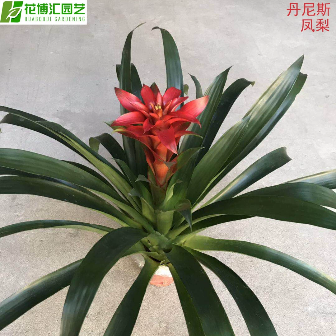 Гуанчжоу [Базовые прямые поставки] Оптовая продажа Декоративные цветы Ананас 120 # Lucky Strike Dennis Small Pot