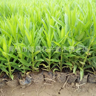 多年生宿根花卉假龙头 假龙头种子景观绿化花卉批发 量大从优