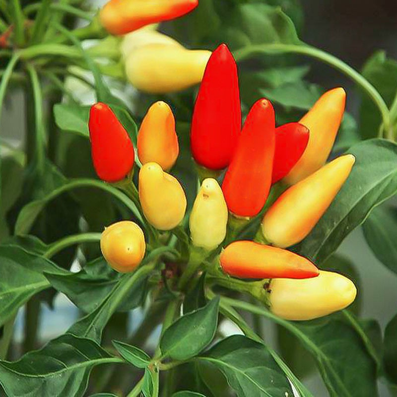 TB2HLgqev6H8KJjy0FjXXaXepXa_!!