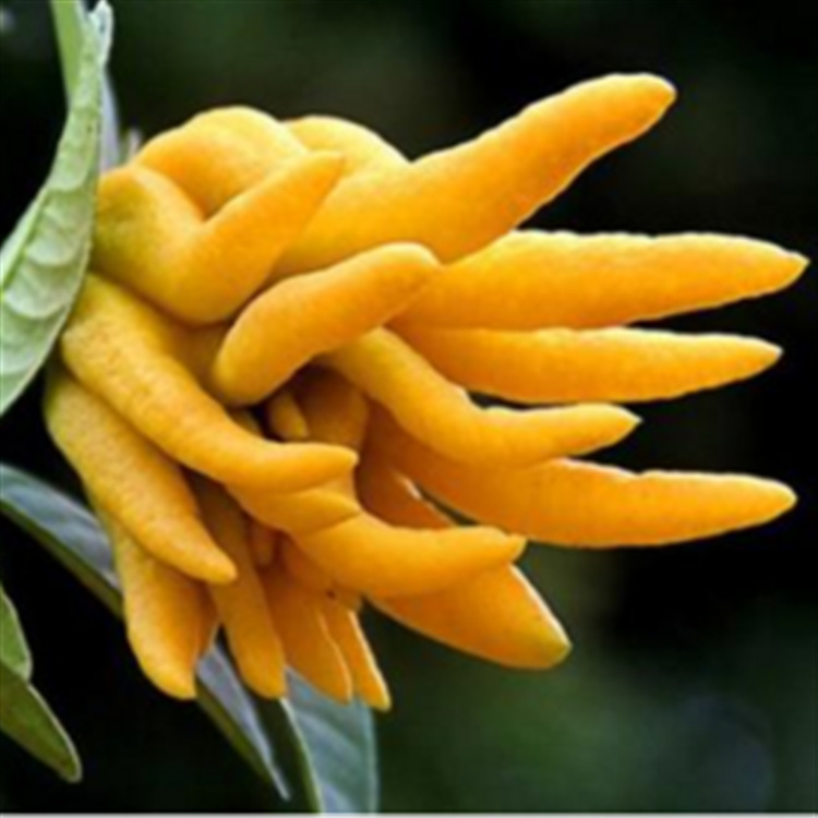 厂家直供新品 佛手柑香精  果香香精  日化香精  免费拿样