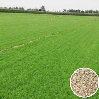 早熟禾草坪草種子 大量批發草種籽  工程綠化植物種子
