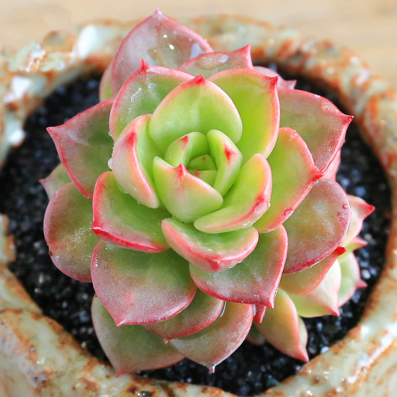 Воск пион Мо мясо офисный Настольный балкон мясистое растение комбинация в горшке зеленое растение восковой пион красивый не дорогой