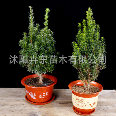 曼地亚红豆杉树苗盆景植物室内防辐射大型绿植花卉吸甲醛盆栽|ms