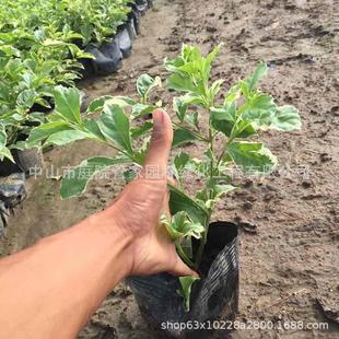 ����ֱ�N ����S��ܰ�����~���B�N�����B�N ���~���B�N С�� ����