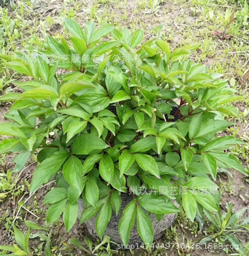 Пиония молочноцветковая Наблюдение за цветами Растения Наблюдение за цветами Зеленые растения