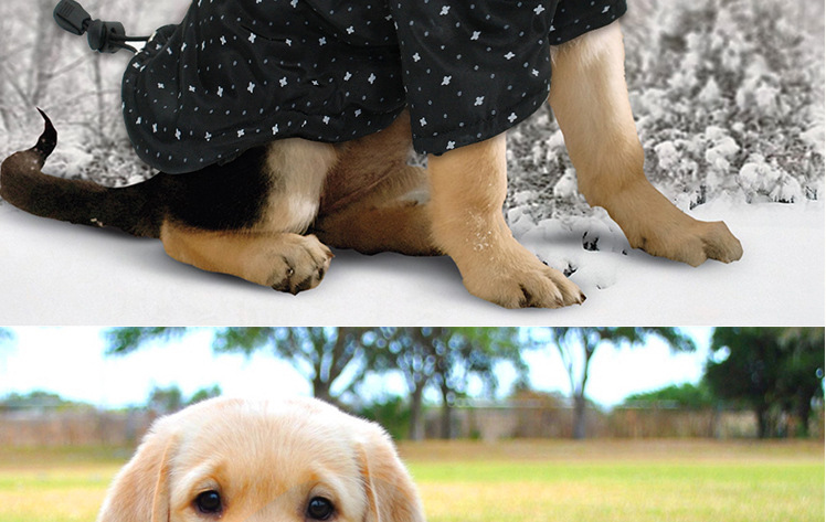 Stylish Dog Clothing