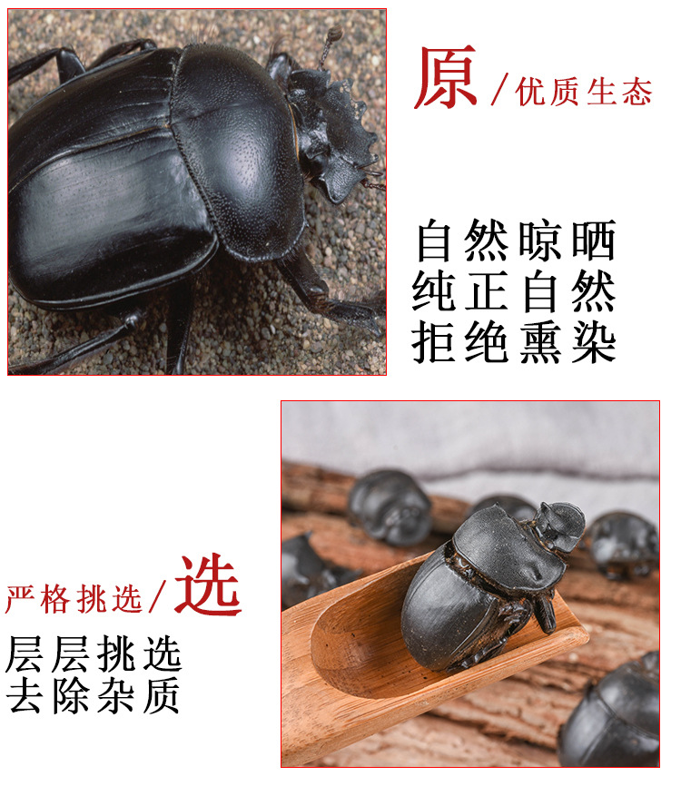 Da Jiang Jun (Catharsius molossus) — Dried Dung Beetle Insect Herb, Yunnan Origin, 500g Bulk quality and texture