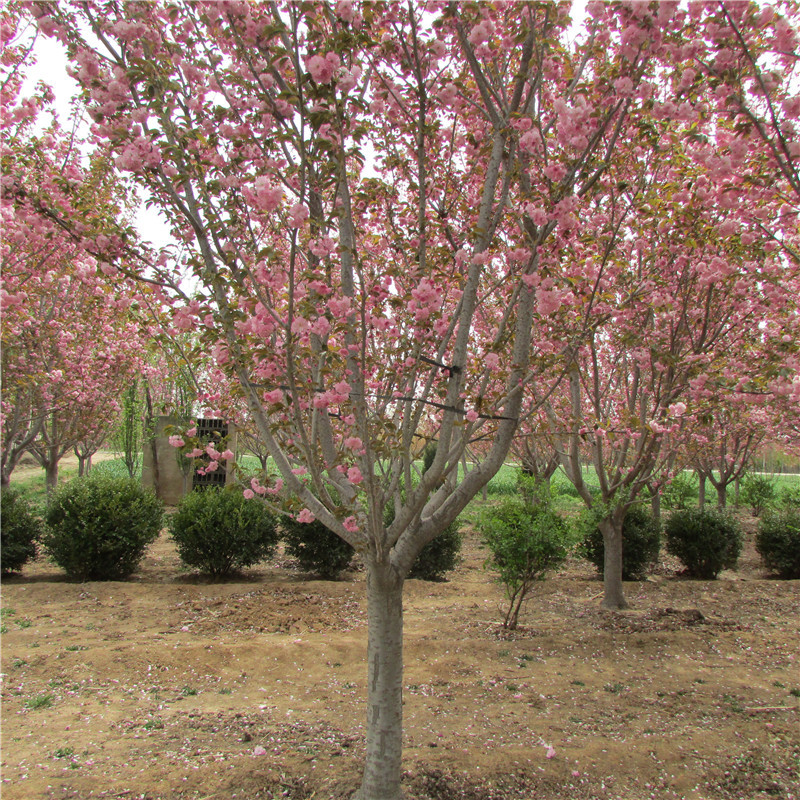 销售苗圃绿化苗樱花树日本晚樱各种规格樱花树工程绿化多品种选择-阿里巴巴