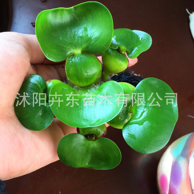 水葫芦水生植物水培绿植水草凤眼莲金鱼澡金鱼草污水净化养殖|ms