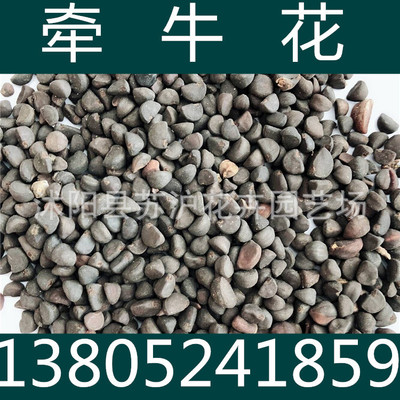 草花种子 牵牛花种子 大花牵牛花 喇叭花种子 观花植物 发芽率高