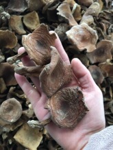 �����C�ӡ�����خa��ζ�̝{�� ����ɽ��Ұ��ʳ�þ����������F؛