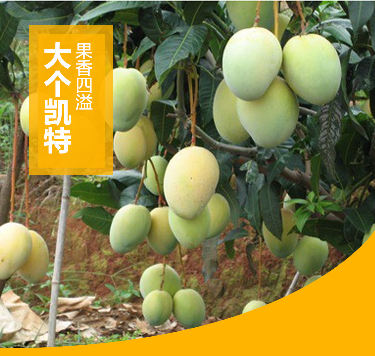 凯特芒果_04