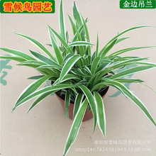 室内观赏花卉 室内观赏花卉品牌 图片 价格 室内观赏花卉批发 阿里巴巴