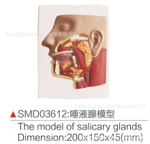 SMD03612��Һ��ģ��