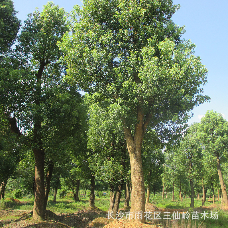 1b85128d43dc5a4a8131093a69c59c