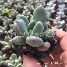 青星美人 红美人桌面绿植办公室 阳台趣味多肉植物