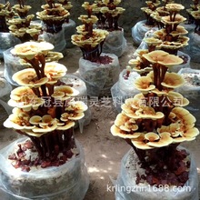 康瑞灵芝批发灵芝盆景菌种 盆景灵芝种苗 家庭农场 园艺种植灵芝
