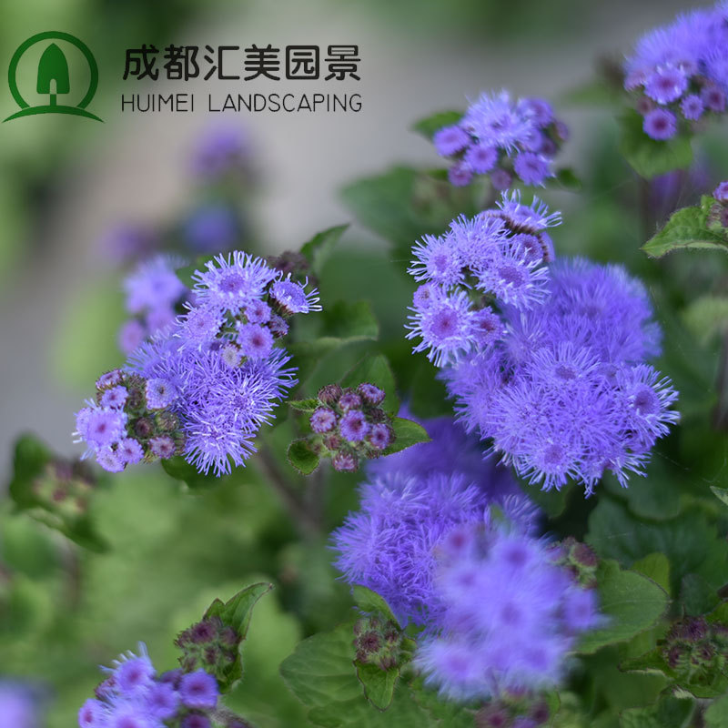 供应当年花海草花种籽藿香蓟全新景观花卉种子优质藿香胜红蓟种子|ms