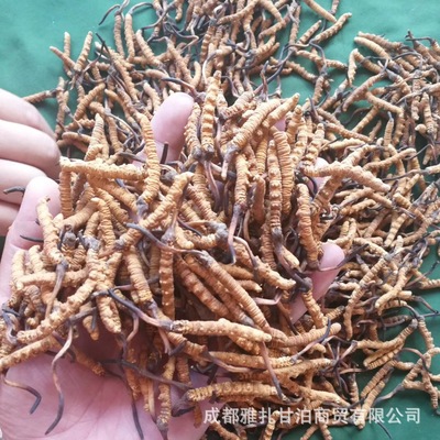 wholesale Yushu in Qinghai Province Cordyceps Place of Origin Original goods Specifications Off the grass Shimizu Handle
