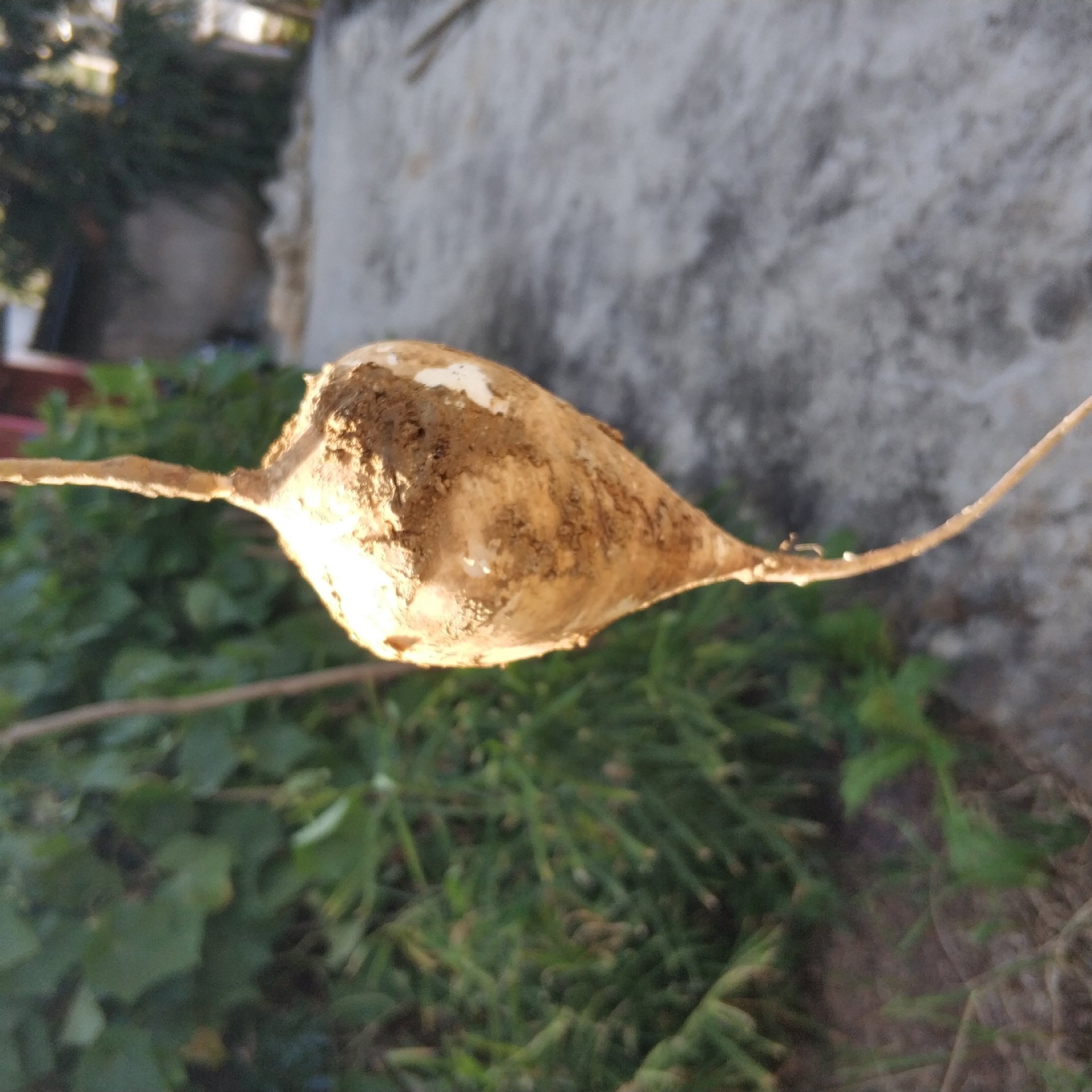 攀枝花农家自种新鲜白地瓜现挖凉薯沙葛土瓜地萝卜水果5斤包邮|ms