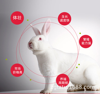 徐州天恩养兔合作社批发出售法系獭兔种兔 杂交比利时野兔种兔