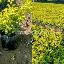 ����ֱ�N �S���~ �S��÷ ���~���_ľ ���~�Z�Ʋ� ��ľ С�� �G��