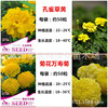 Color bags of peacock grass Wanshou chrysanthemum green courtyard balcony balcony flower chills resistance and viewed flowers seeds