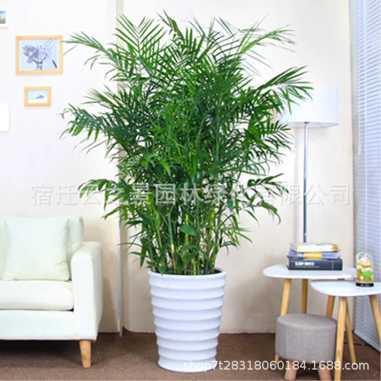 Гавайский бамбуковый домашний бонсай Большой цветок в горшке Зеленое растение Крытый свободный хвост Квай Гостиная Феникс-хвост Бамбук Богатый
