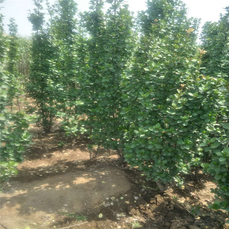 mmexport1523145178655