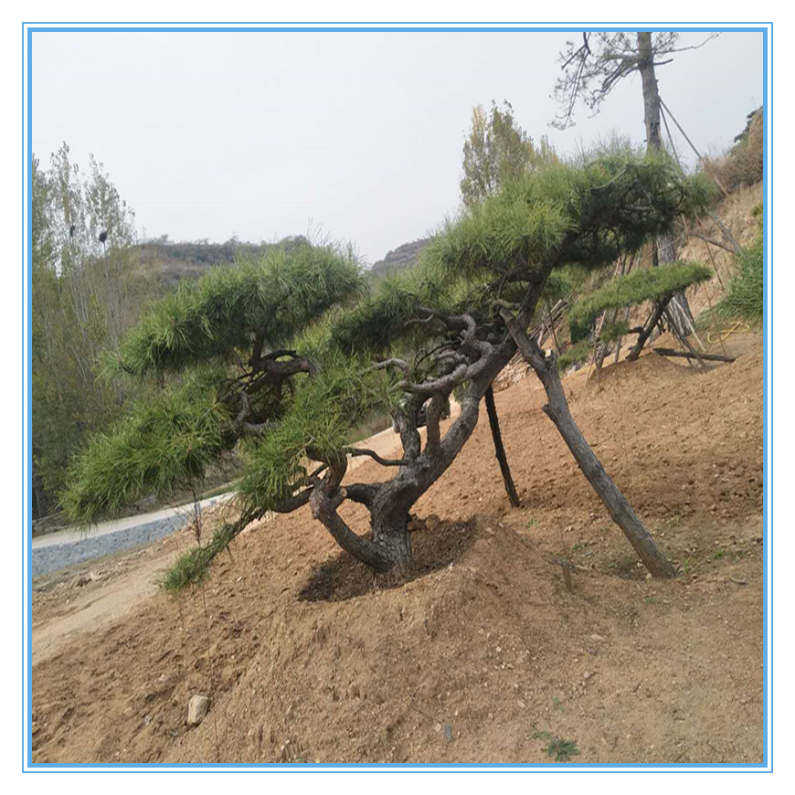 410747487469544864_副本