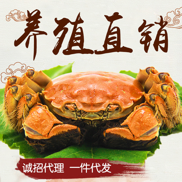 【礼券】大闸蟹鲜活螃蟹全母蟹2.5两8只现货礼盒包装顺丰包邮