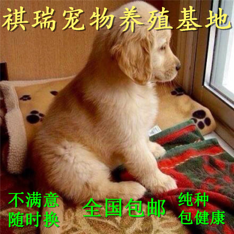 低价精品纯种金毛幼犬 全国可送 健康包邮
