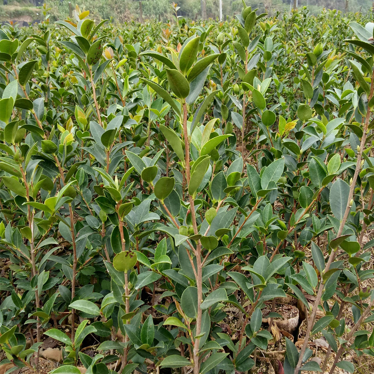 微信图片_20181130134256