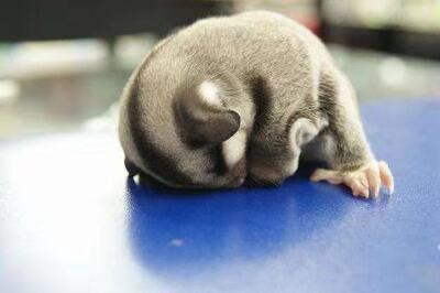 直達包運  蜜袋鼯   世界上最小的哺乳動物 寵物活體  壹只代發