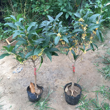 盆栽四季桂花嫁接苗 桂花树苗 庭院阳台香型花卉老桩金桂八月桂花