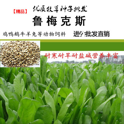 批发牧草种子 鲁梅克斯草籽 20种牧草批发 动物青饲料四季易播|ms