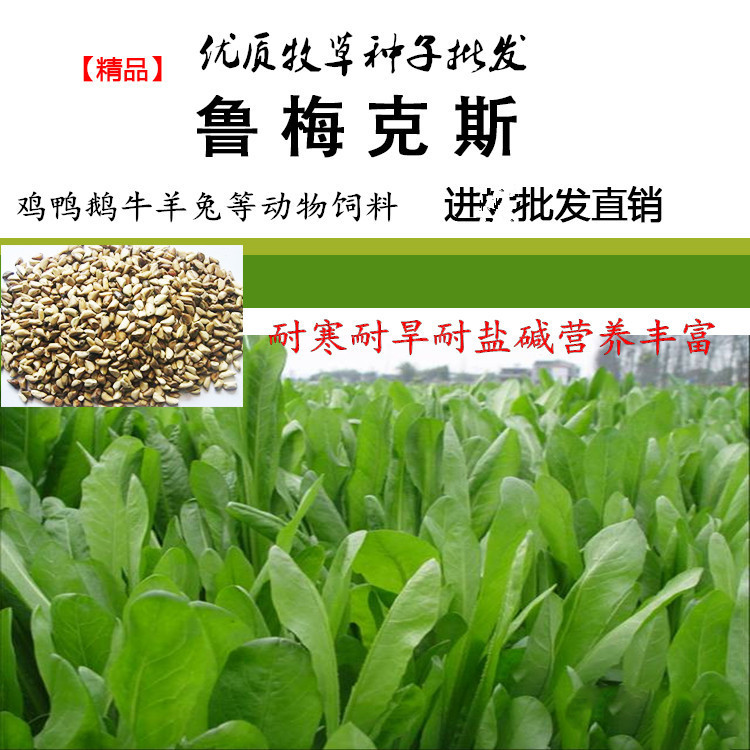 批发牧草种子 鲁梅克斯草籽 20种牧草批发 动物青饲料四季易播|ms