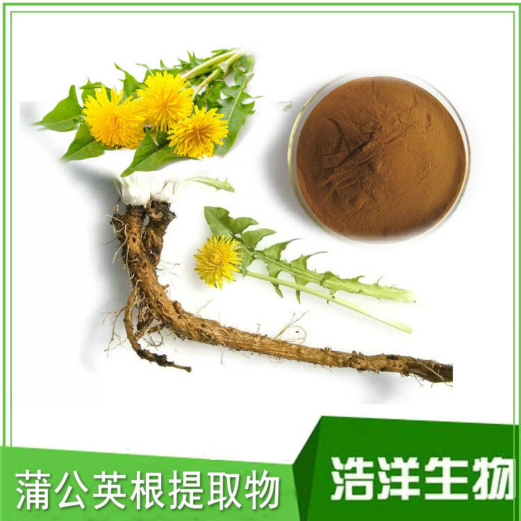 蒲公英根提取物 纯粉 蒲公英根黄酮5%