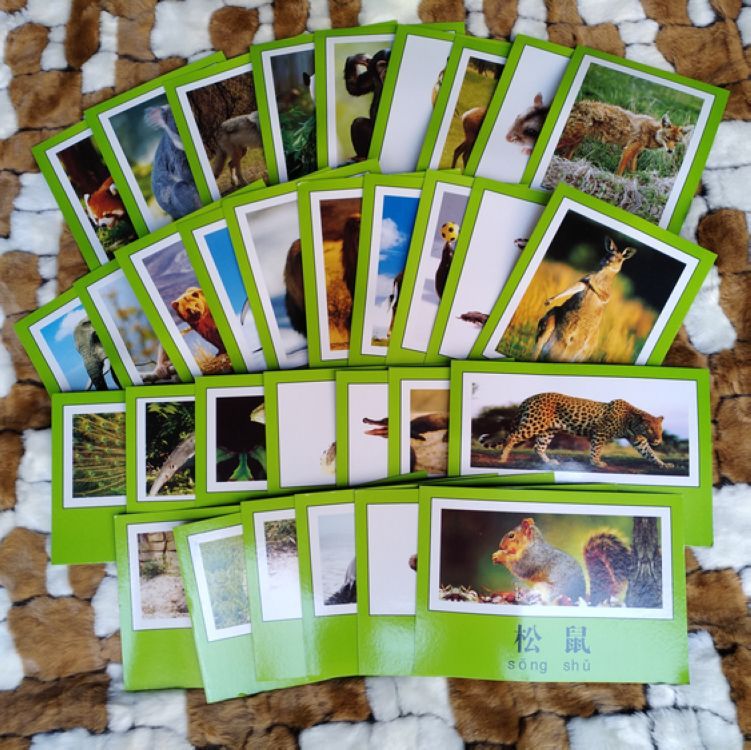 小学幼儿园教师教学教具卡片儿童早教卡片认识动物图片彩色卡片