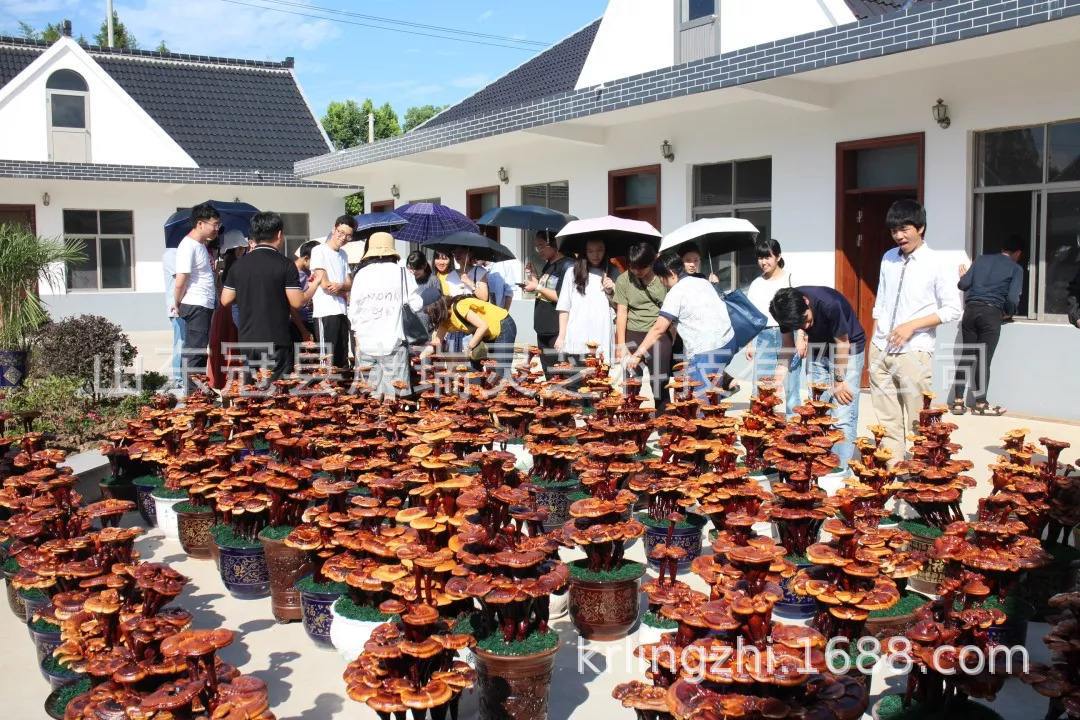 灵芝盆景制作方法 灵芝盆景怎么养 灵芝盆景 山东盆景灵芝批发-阿里巴巴
