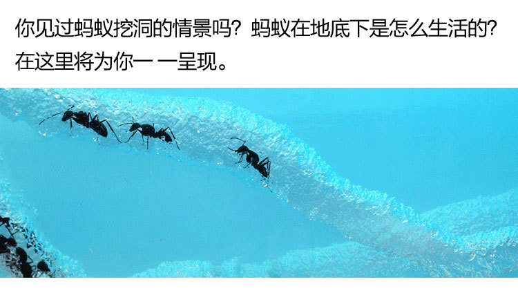 蚂蚁家园双拱桥详情描述PSD_01