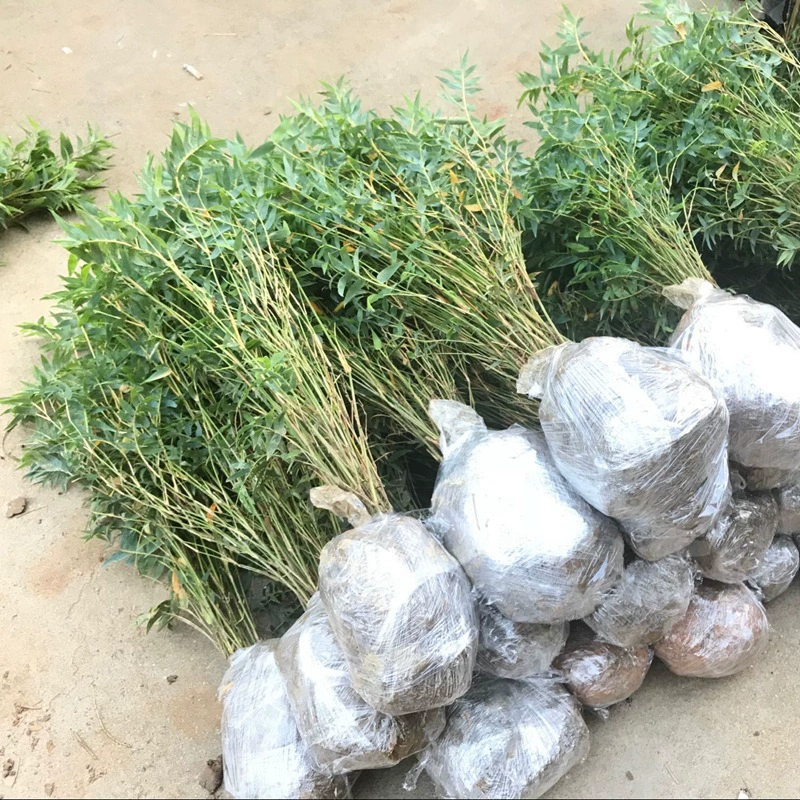 Крытый рис в горшках саженцы бамбука Fengwei бамбук Guanyin бамбуковый пейзаж миниатюрный бонсай бамбуковый двор скала декоративный бамбук